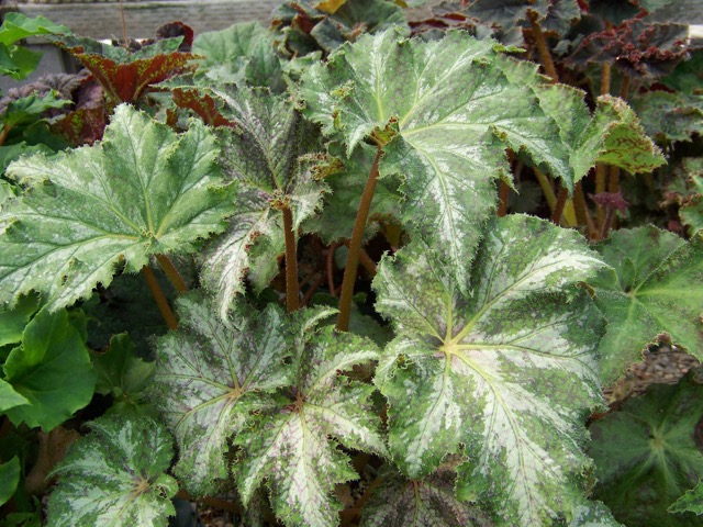 B. ‘Vista Fabulous’